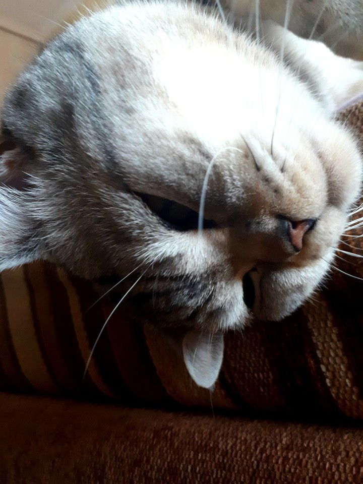 мой кот