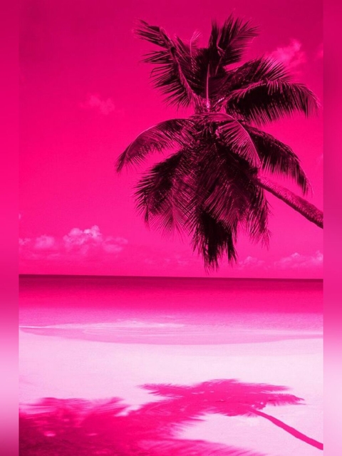 magenta, petal壁纸