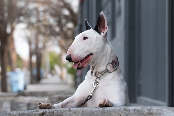 dog