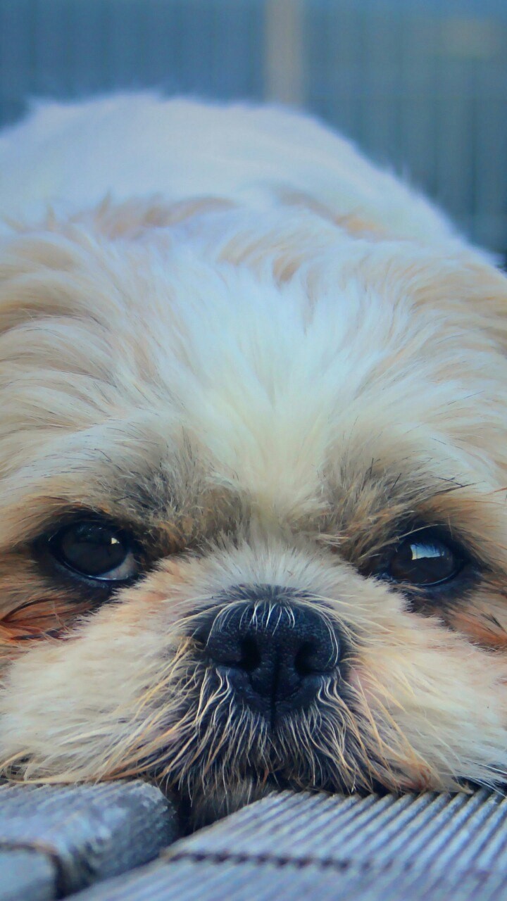 my dog