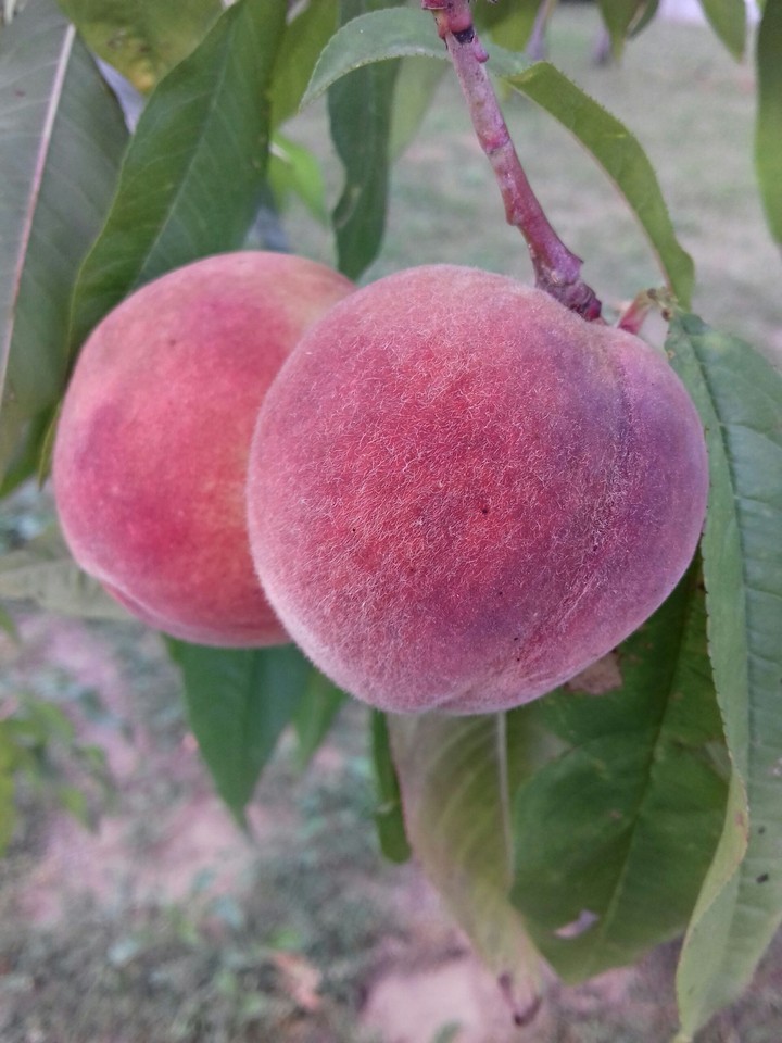 peach
