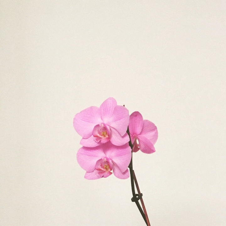 Orchids