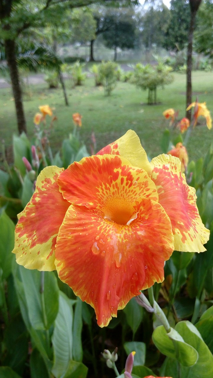 Flower with dew drops