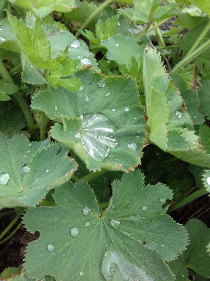 leaf