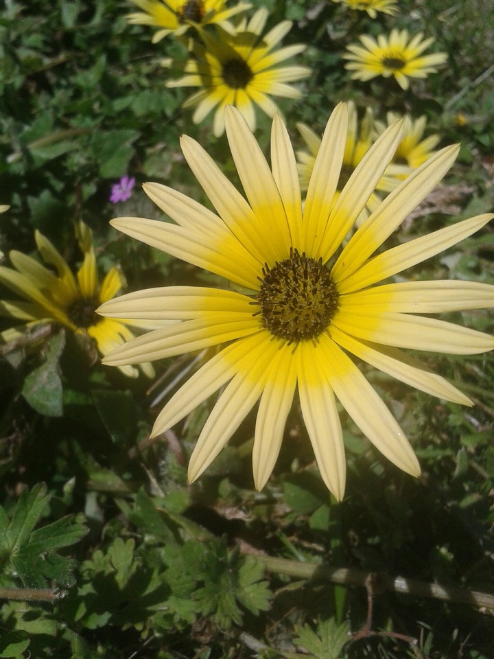 Yellow Daisy