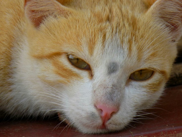 My Sweet Cat ?