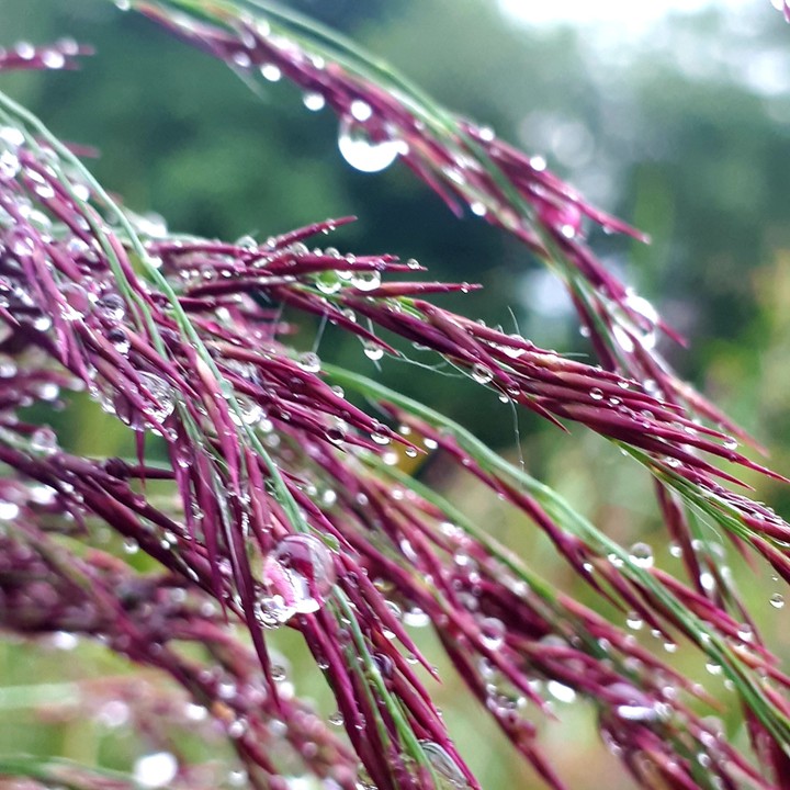 purple gras