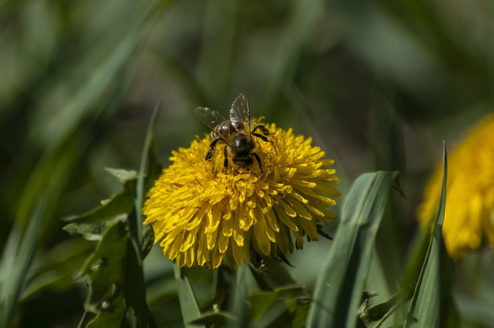 бджола на кульбабі