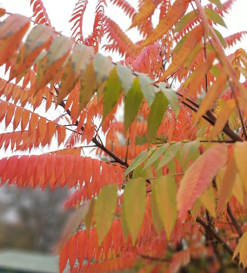 Colors of autumn