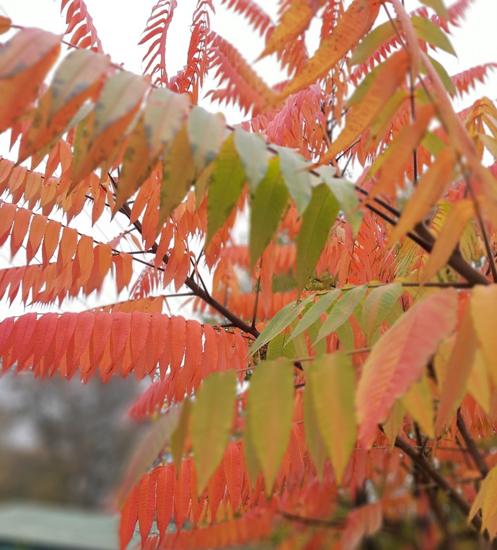 Colors of  autumn