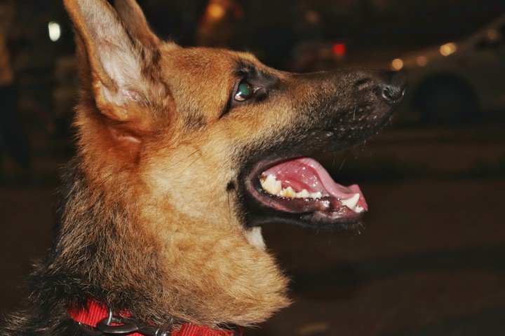 Doggo..)