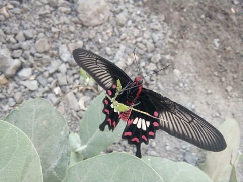 butter..... fly