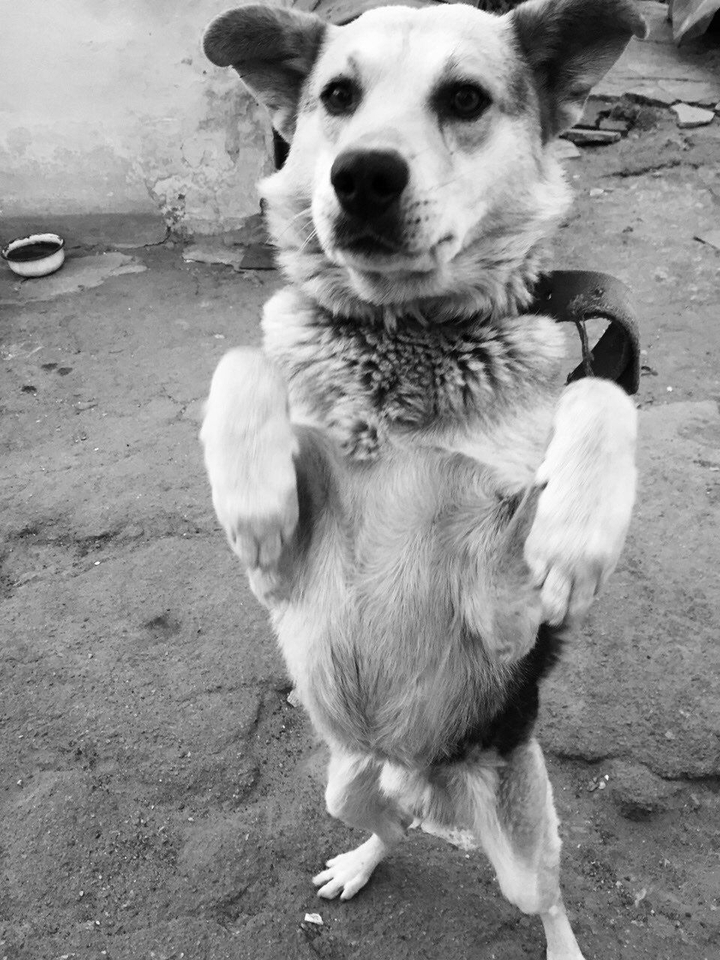 dog