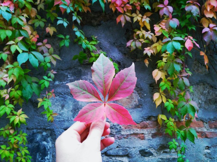 red and green