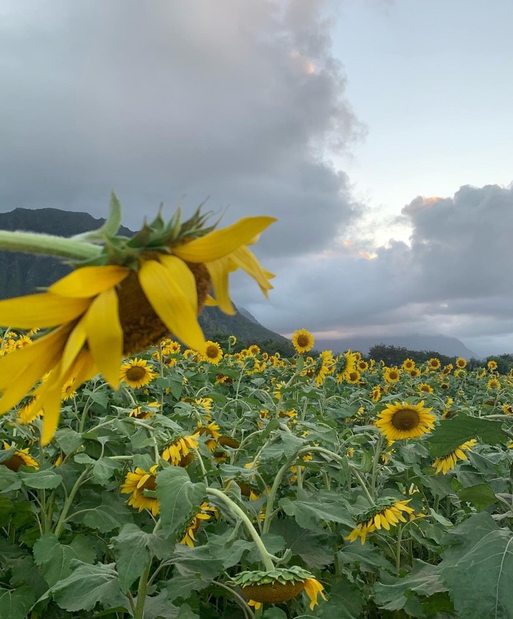 sunflower