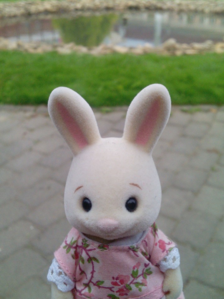Nice rabbit