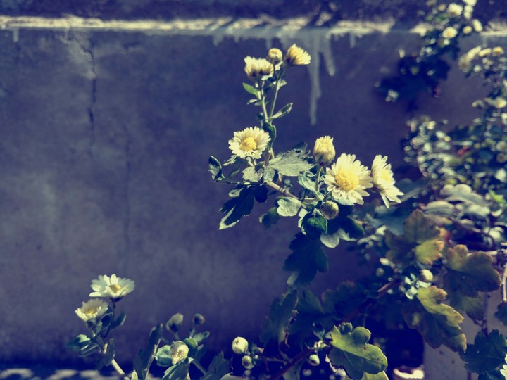 daisy