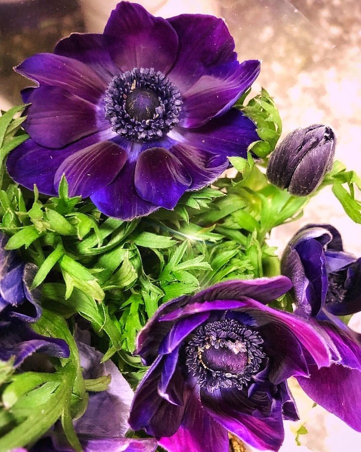 purple