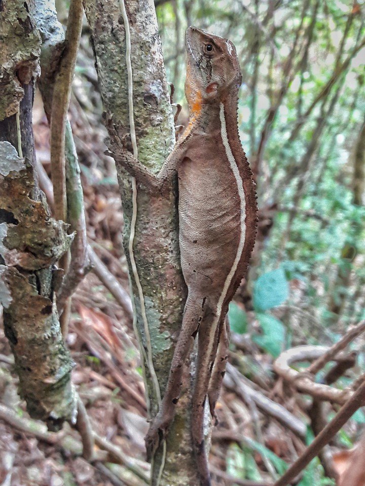 Lizard ?