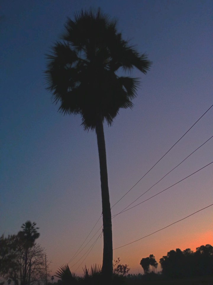 palm tree