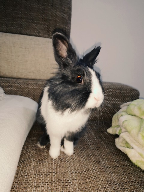 bunny