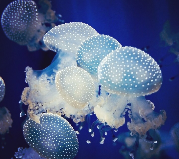 Jelly Fish are so Beautiful