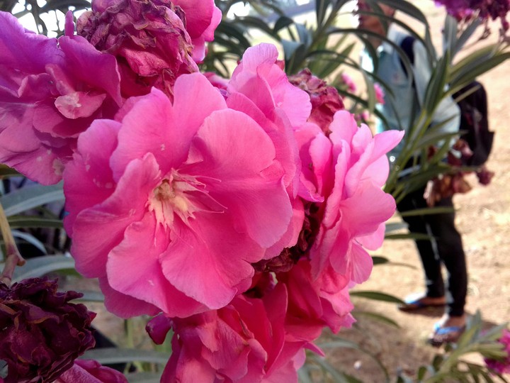 pink beautiful flower.