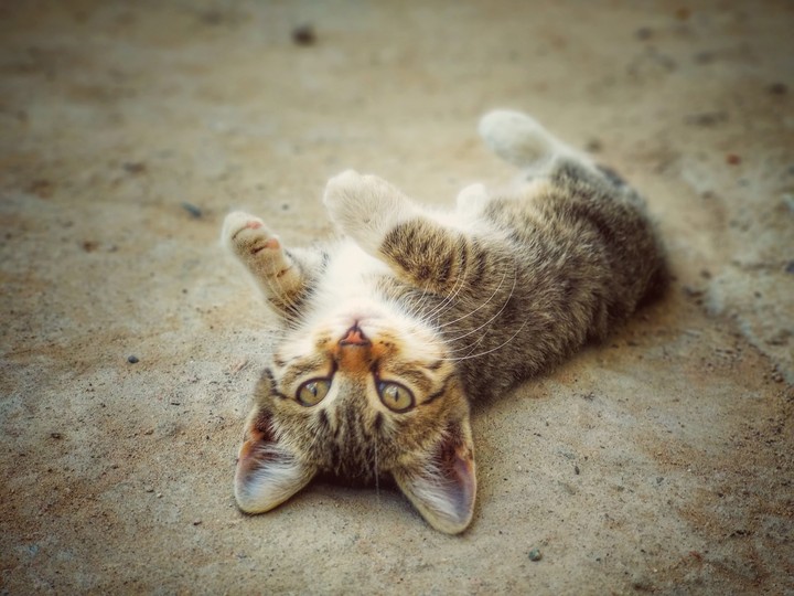 Котенок