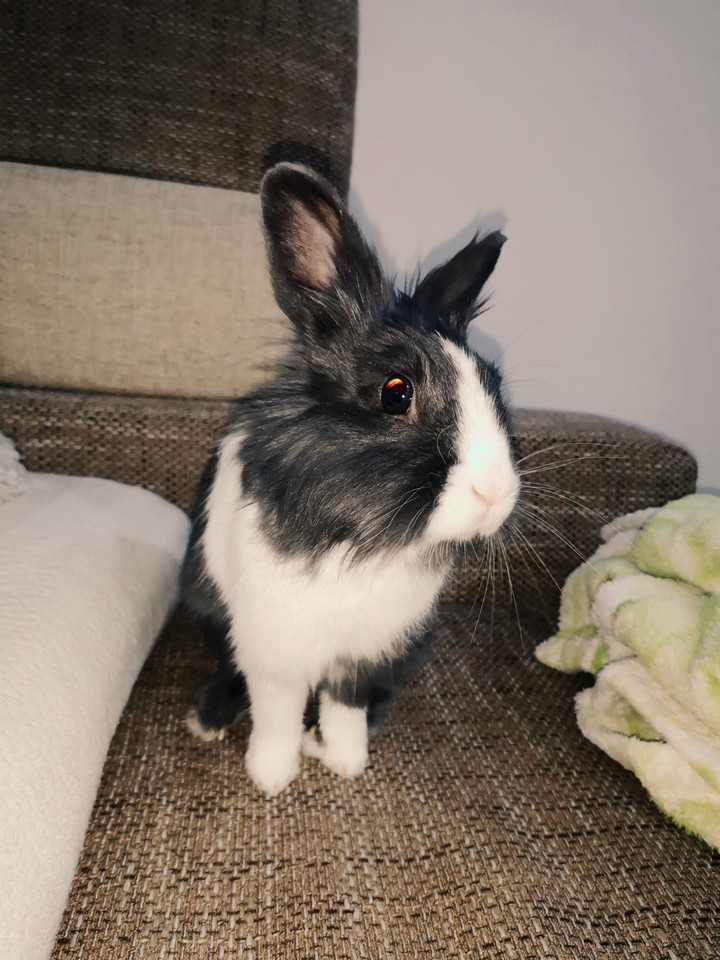 bunny
