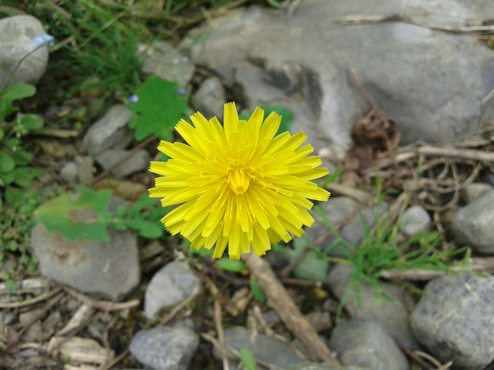 flower