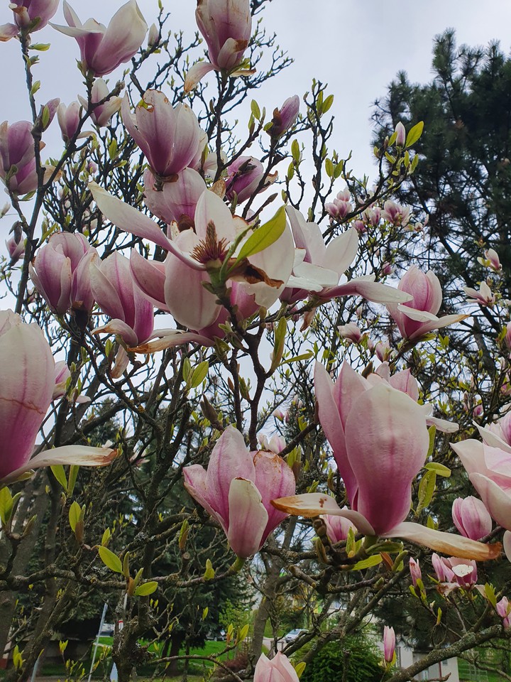 blossom
