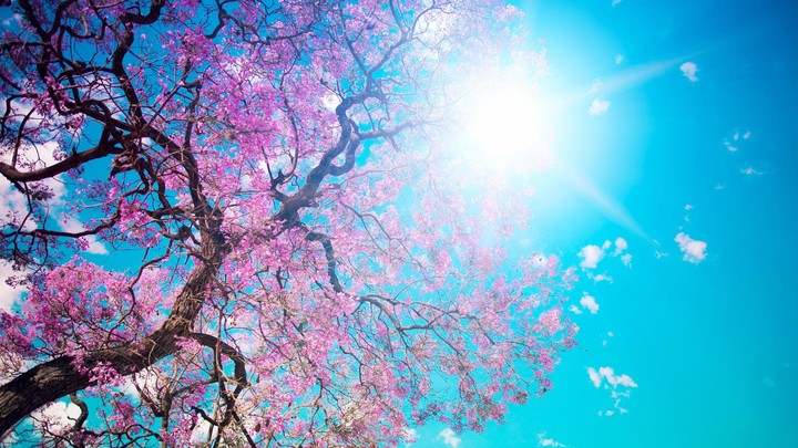 Sakura trees