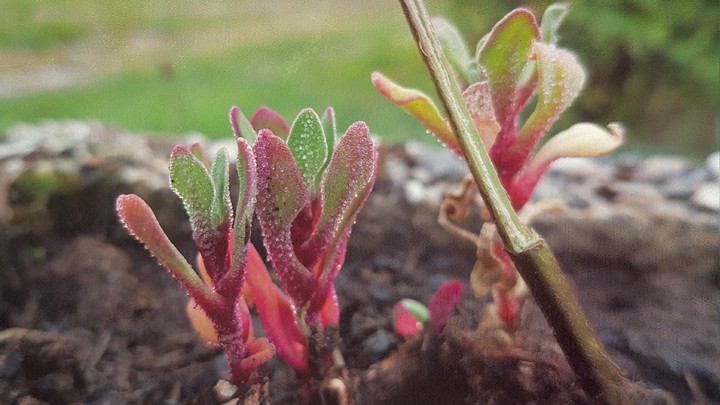 Nature photography