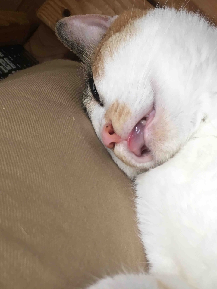 KRAZY CAT