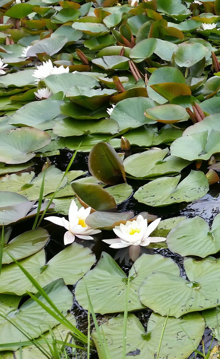 Waterlelies, Hoge Veluwe The Netherlands