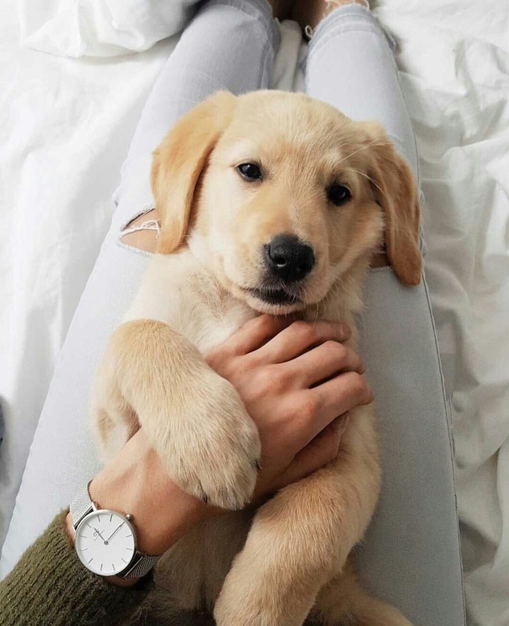Dog for joy!