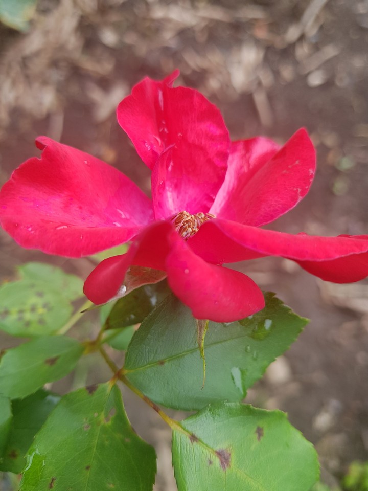 rose