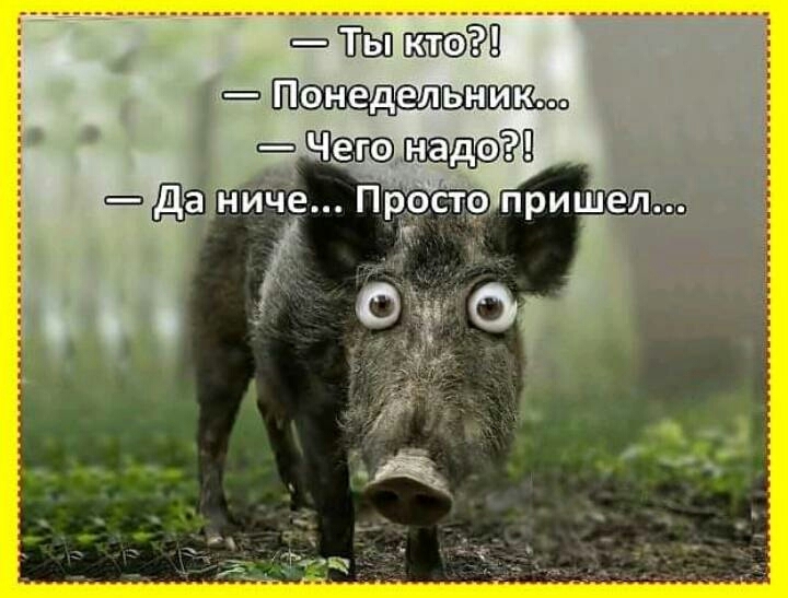 Прикол
