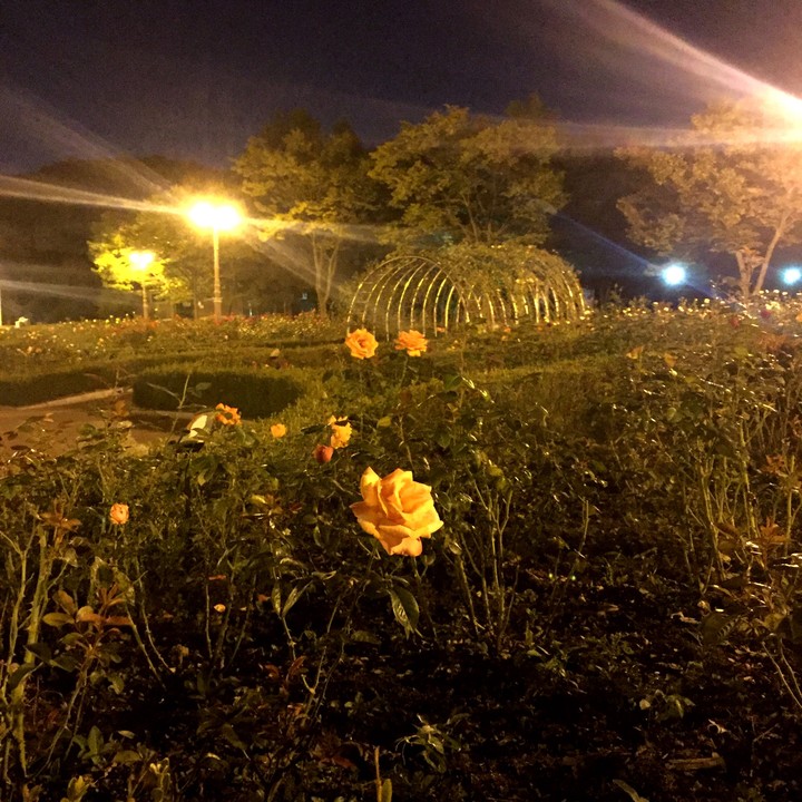 yellow rose