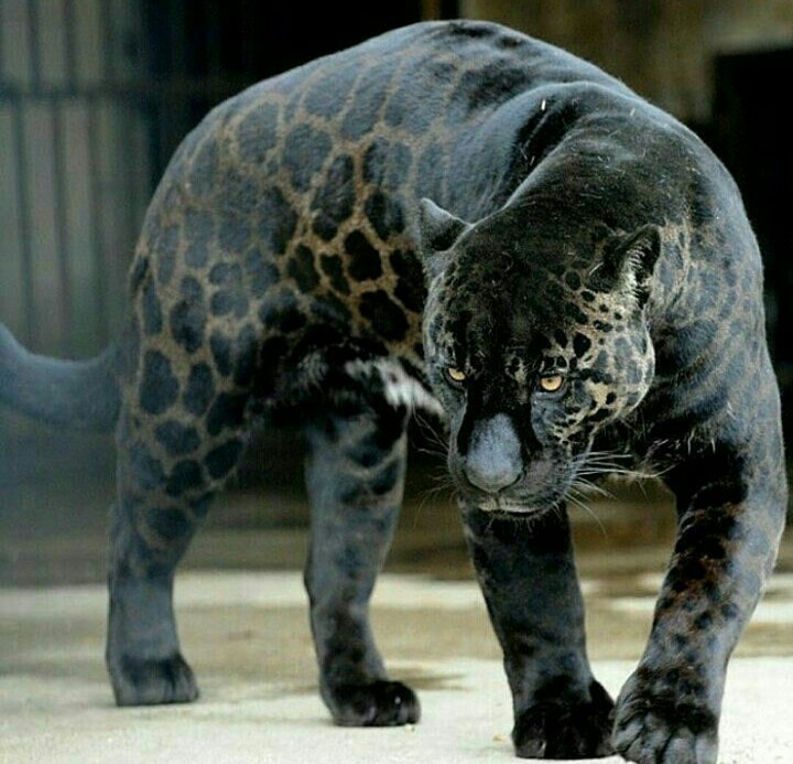 panther