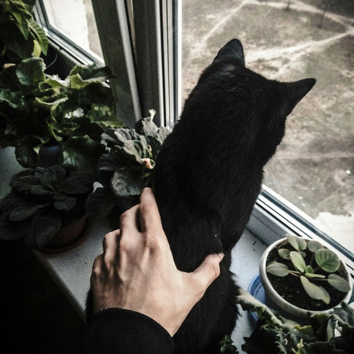 Cat look in window