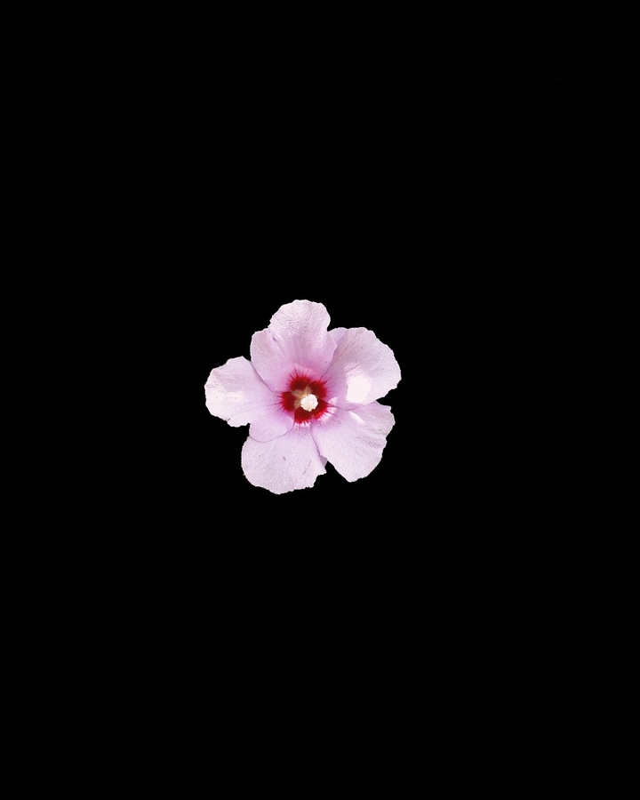 Pink Flower in Dark