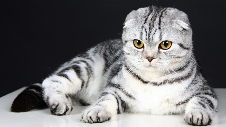 Scottish Fold ❤❤