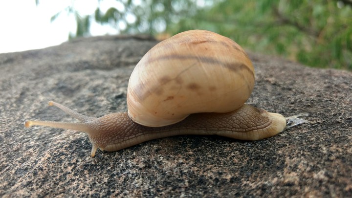 snail