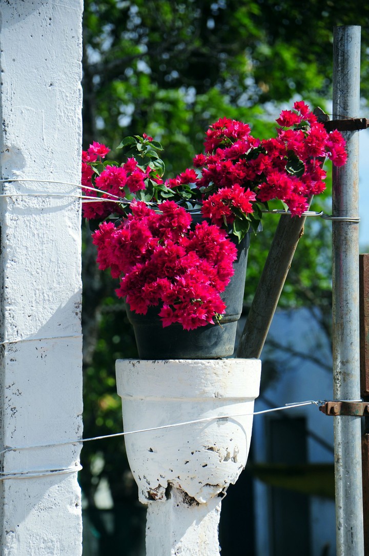 Flower