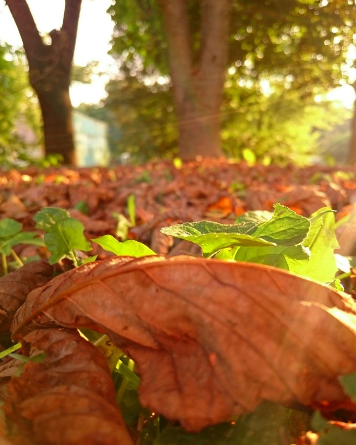 Autumn shine