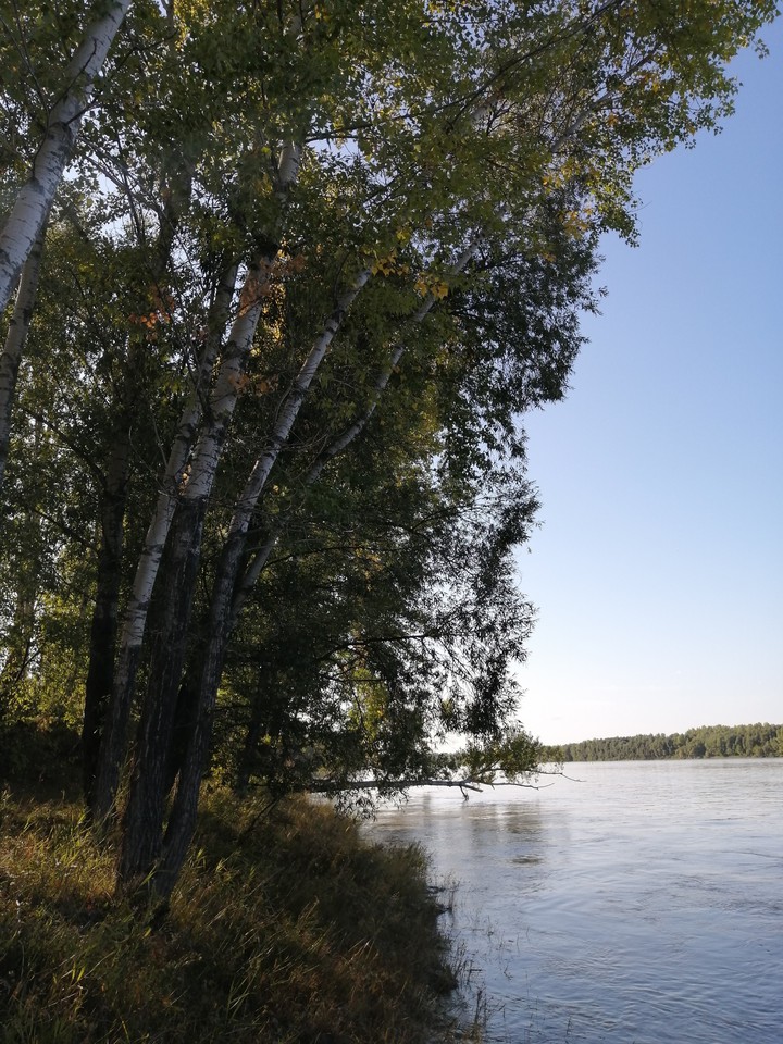 Березы