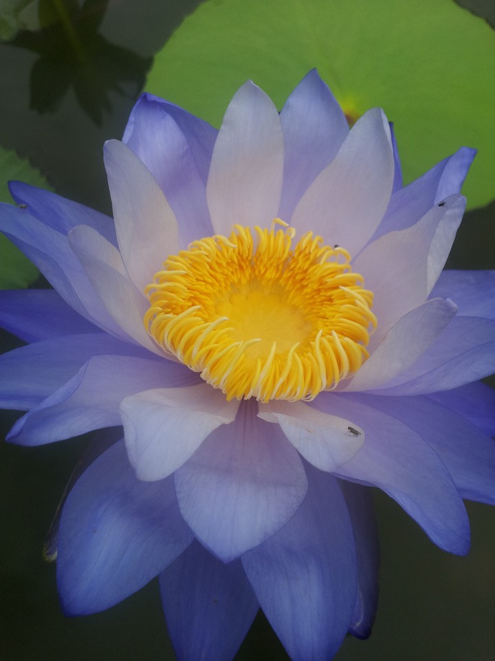 Lotus