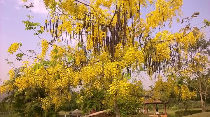 yellow