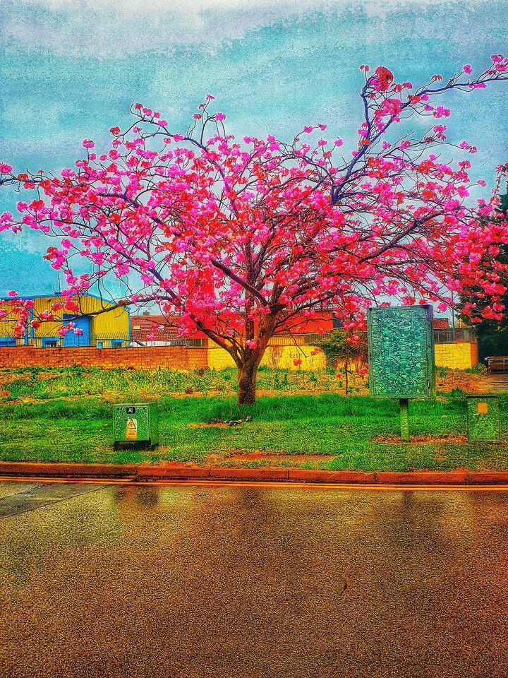spring wallpaper
